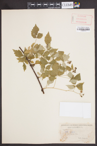 Rubus occidentalis image