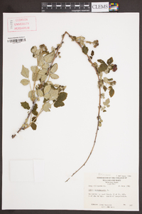 Rubus occidentalis image