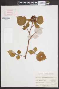 Rubus phoenicolasius image