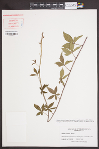 Rubus trivialis image