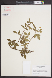 Rubus trivialis image