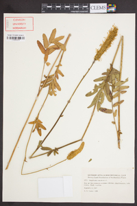 Sanguisorba canadensis image