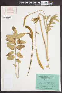 Sanguisorba canadensis image