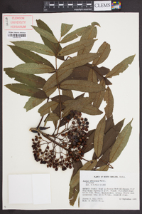 Sorbus americana image