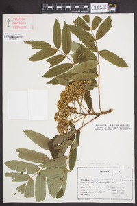 Sorbus americana image