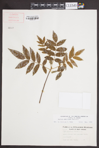 Sorbus americana image