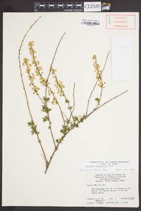 Spiraea thunbergii image