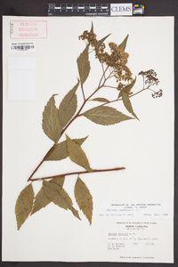 Spiraea japonica image