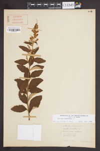 Spiraea tomentosa image