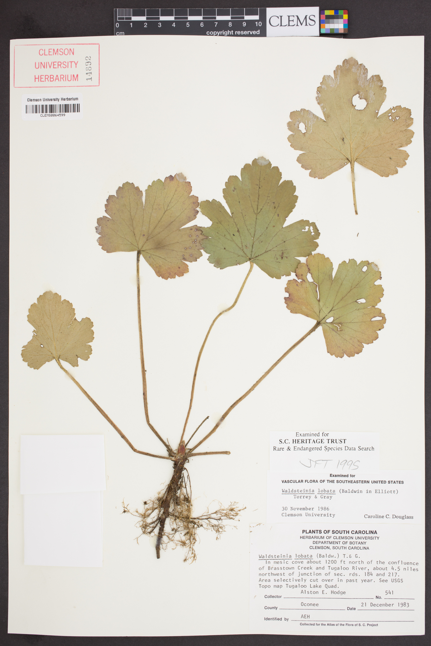 Waldsteinia lobata image