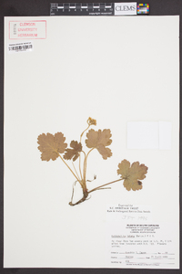 Waldsteinia lobata image