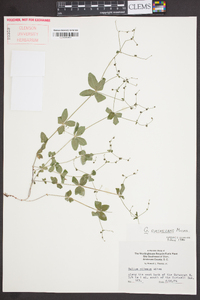 Galium circaezans image