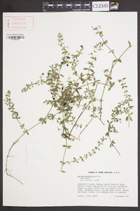 Galium hispidulum image