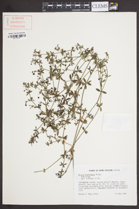 Galium hispidulum image