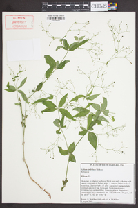 Galium latifolium image