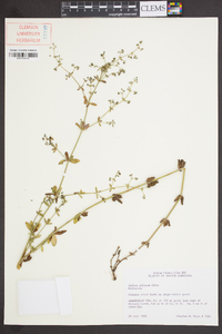 Galium pilosum image