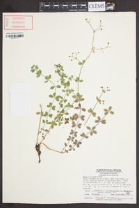 Galium pilosum image