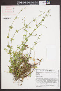 Galium pilosum image