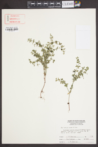 Galium pilosum image