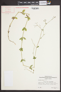 Galium pilosum image