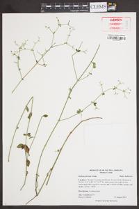 Galium pilosum image