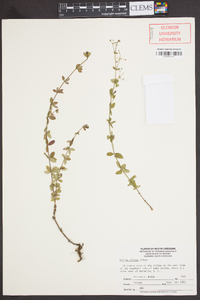 Galium pilosum image