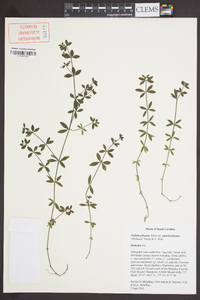 Galium pilosum image