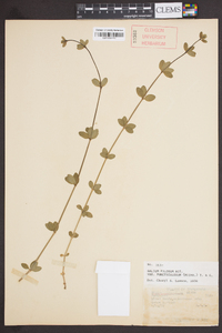 Galium pilosum image