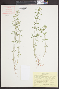 Galium uniflorum image