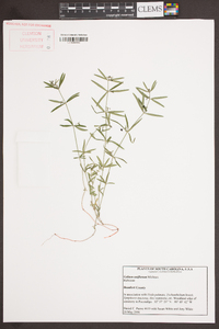 Galium uniflorum image