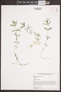 Galium uniflorum image