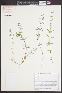 Galium uniflorum image