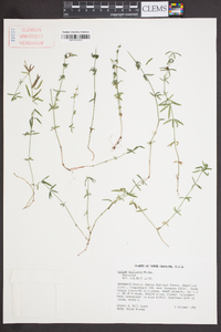 Galium uniflorum image