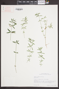 Galium uniflorum image