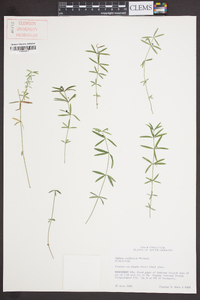 Galium uniflorum image