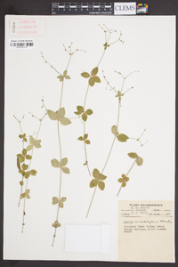 Galium circaezans image