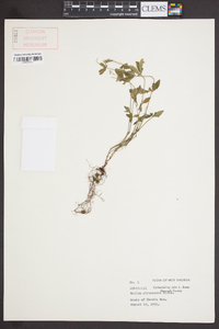 Galium circaezans image