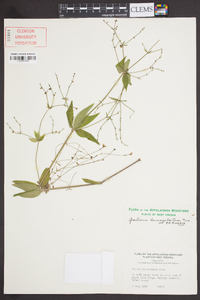 Galium lanceolatum image