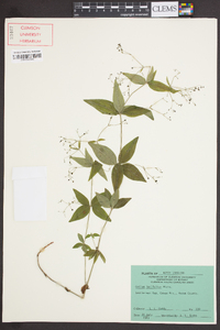 Galium latifolium image