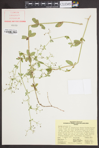 Galium pilosum image