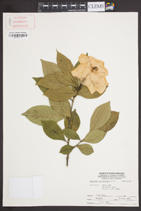 Gardenia jasminoides image