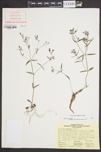 Houstonia longifolia image