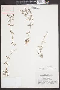 Houstonia longifolia image