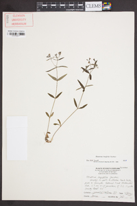 Houstonia longifolia image