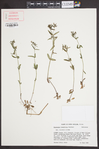 Houstonia longifolia image