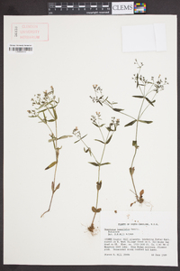 Houstonia longifolia image