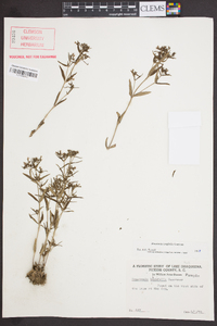 Houstonia longifolia image