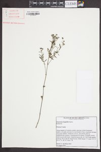 Houstonia longifolia image