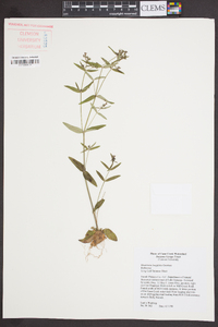 Houstonia longifolia image