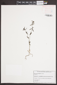 Houstonia longifolia image